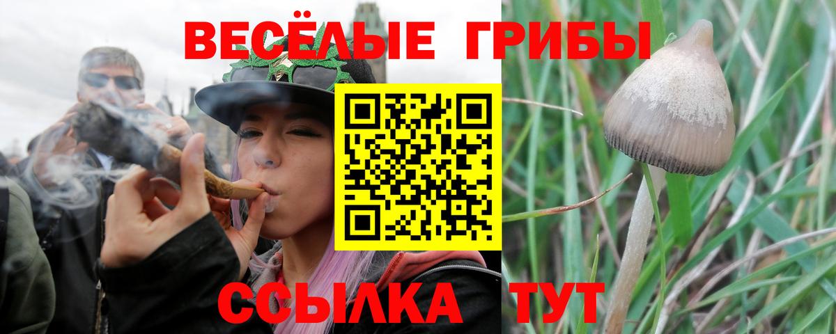 Тулун  Псилоцибиновые грибы прущие грибы  Вход с VPN  Галлюциногенные грибы прущие грибы 